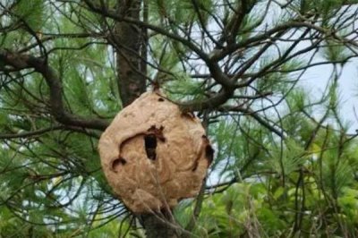 野生馬蜂窩的價(jià)格，食用型蜂窩一斤通常超過80元