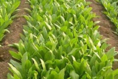 春種油麥菜注意事項，露地栽培可在五月中旬播種