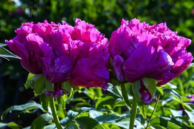 牡丹花的花語(yǔ)，寓意富貴、吉祥、幸福等
