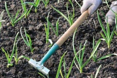 大蒜苗后用什么除草劑，可用精喹禾靈、二甲戊樂(lè)靈等