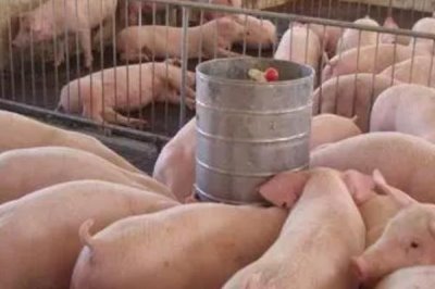 養(yǎng)豬怎么節(jié)省飼料，選擇一個(gè)好的品種很重要