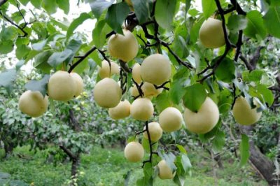 鴨梨產(chǎn)地是哪里，始于河北但山東產(chǎn)量也很大
