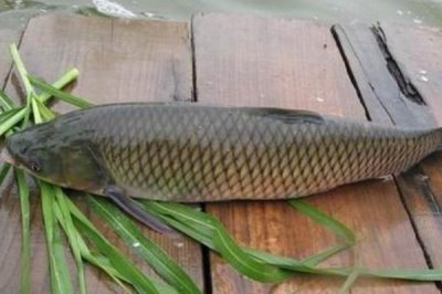 青魚最大能有多重，目前發(fā)現(xiàn)最大的青魚有114公斤