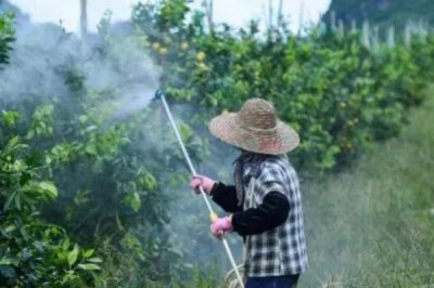 蕓苔素多長時間見效，噴施后7-14天可以見效
