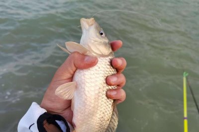 夏天釣鯉魚用什么漂，要根據(jù)實際情況選擇合適的漂