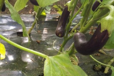 茄子長彎的原因，可能是點花問題或溫度問題等
