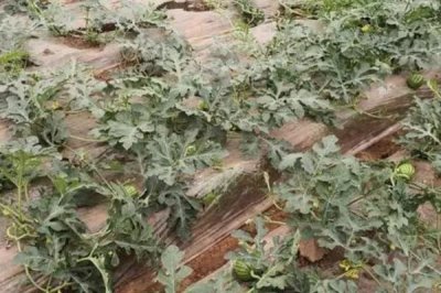 嫁接西瓜苗的新方法，將接穗切成楔形再插入接口