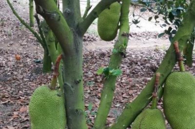 菠蘿蜜長(zhǎng)在哪里，長(zhǎng)在粗壯的樹干上