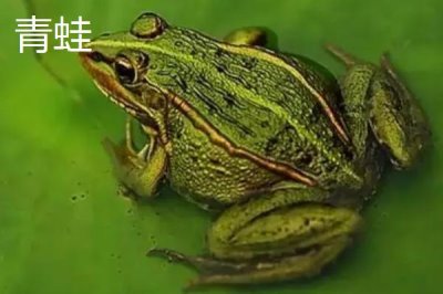 青蛙和田雞的區(qū)別，都可以養(yǎng)殖