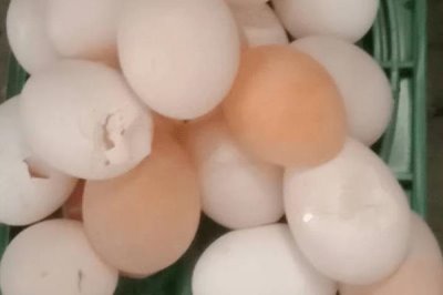 雞下軟殼蛋怎么辦，可在飼料中添加蛋殼粉、碳酸鈣粉