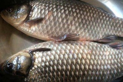 鯽魚分公母嗎，鯽魚分公母但在繁殖季節(jié)才會(huì)有明顯的特征