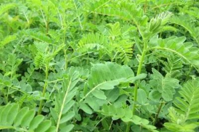 黃芪什么時(shí)候開花，每年6-8月開花