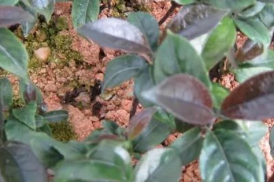 巴戟天栽培技術(shù)，選擇有一定肥力的砂壤土