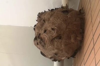 牛角蜂在家筑巢是福是兇，迷信說法中是福運