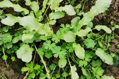農(nóng)村熱門的五個(gè)項(xiàng)目，可種植野菜、玫瑰、靈芝、蘑菇、粗糧