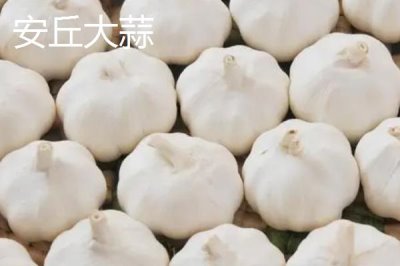 山東濰坊的特產(chǎn)，諸城綠茶是中國國家地理標志產(chǎn)品