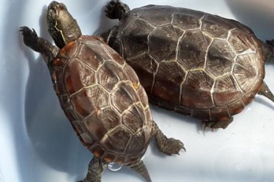 草龜一般吃什么，動物性飼料和植物性飼料通通都吃