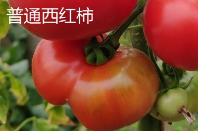 冬季如何用藥劑催紅西紅柿，催紅不宜過早