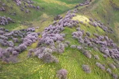 伊犁吐?tīng)柛踊ǖ幕ㄆ跁r(shí)間，在3-4月份開(kāi)花