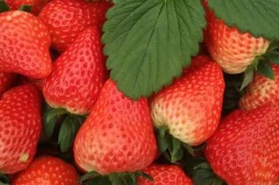 哪些種植項目的畝收入可達到五萬元，適宜選擇有藏紅花、黃精、巴旦木等品種