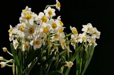 水仙花的花語，寓意純潔善良、甜蜜愛情等