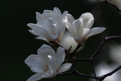 玉蘭花的寓意，寓意忠貞愛情、知恩圖報等