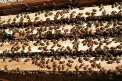 一箱蜜蜂的價(jià)格，通常需要300-600元左右