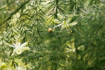云竹開(kāi)花的寓意，寓意幸福美滿(mǎn)、永恒不變等