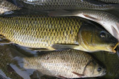 鯽魚怎么養(yǎng)，水質很重要
