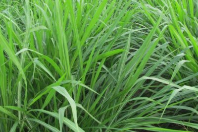 牧草飼料如何貯藏,搭建存儲(chǔ)平臺(tái)進(jìn)行貯藏