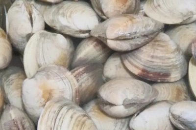 寵物鱷魚的養(yǎng)殖方法，買回家的第一件事就是靜養(yǎng)