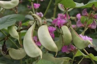 扁豆要種多久才能采收，種植后要2-3個月才能收獲