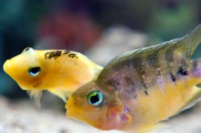 雜佛鱷龜喜歡吃什么，肉食性食物、蔬果都可以