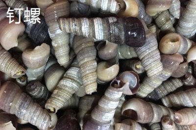 山坑螺的產(chǎn)地，主要集中在南方地區(qū)的小溪里