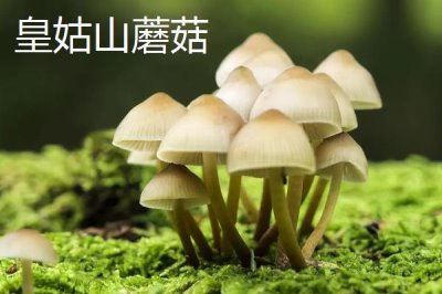 山西省婁煩縣的特產(chǎn)，莜面栲栳栳為當(dāng)?shù)氐膫鹘y(tǒng)小吃