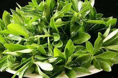 哪些特色蔬菜品種具有種植前景，補(bǔ)血菜、菊苣、高鈣菜等品種可以考慮
