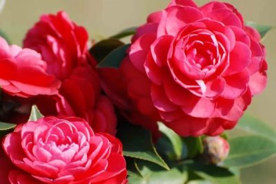 山茶花的花語(yǔ)，寓意謙讓、孤傲和純真