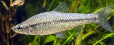 麥穗魚簡介，原產(chǎn)地主要是亞洲