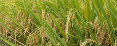 恒優(yōu)068水稻品種簡(jiǎn)介,全生育期121.7天