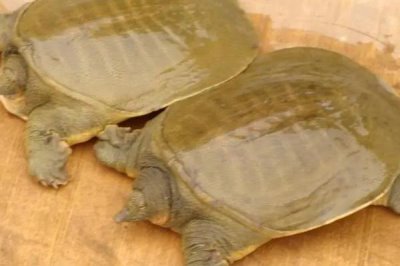 室內(nèi)水產(chǎn)養(yǎng)殖項目，好養(yǎng)又賺錢