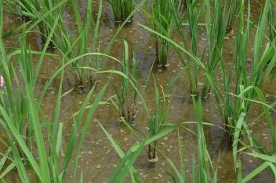 金龍優(yōu)5號(hào)水稻種子特征特性，秧田畝播種量約15公斤