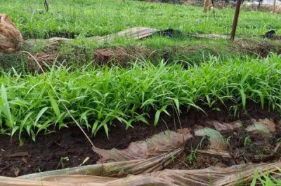 種植一畝白芨的成本，馴化苗的成本為15000元左右