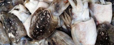 墨魚(yú)怎么養(yǎng)殖,選擇合適的海域之后可用網(wǎng)箱養(yǎng)殖
