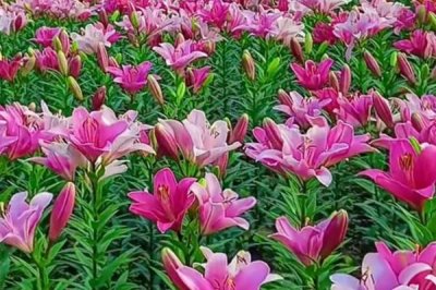 象征和諧的花有哪些，有雛菊、合歡花、百合花等