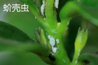 氯氰菊酯適合什么時(shí)候打，不同蟲害的防治時(shí)間和方式不同