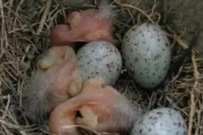 斑鳩能否人工養(yǎng)殖，辦理相關(guān)證件即可養(yǎng)殖