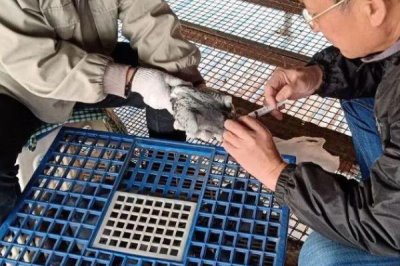 鴿子打了疫苗后多久恢復(fù)，通常2-3天就會恢復(fù)正常