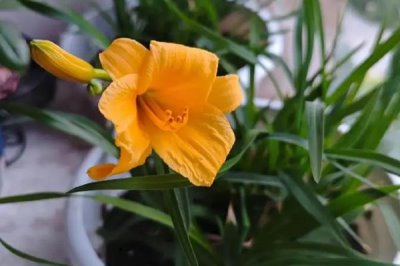忘憂草的花語，寓意偉大的母愛、遺忘的愛等