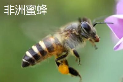 毒蜂的種類，常見以下10種