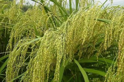 糯米爛秧怎么防治，可加強水肥管理或藥劑防治